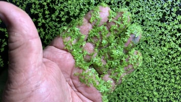 duckweed