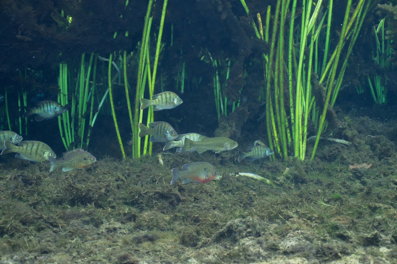 sunfish